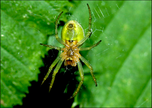 Araniella sp.